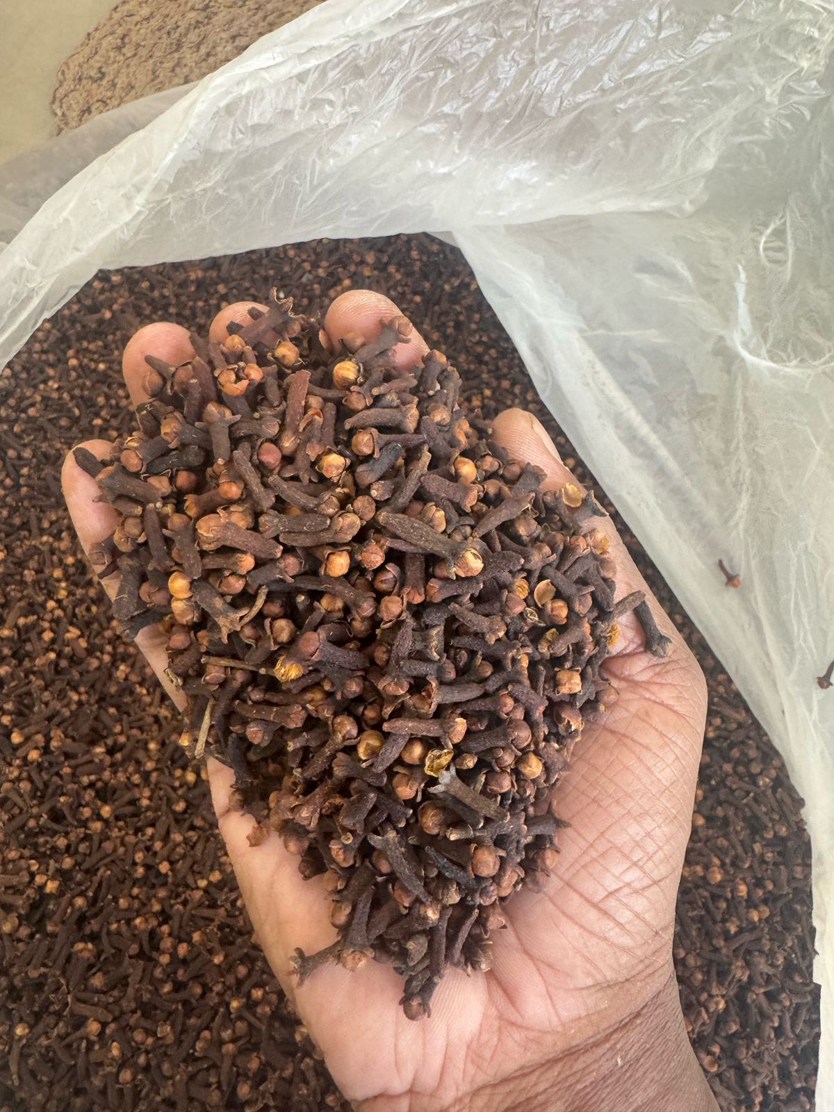 Clove ( Premium Grade 1) (ഗ്രാമ്പൂ)(Laung) in Hindi | (लौंग )