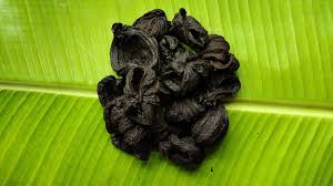 Garcinia Cambogia ( Kudampuli ) കുടംപുളി